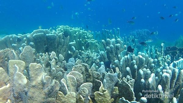Saingan Baru Raja Ampat Ada di Pulau Amsterdam, Papua Barat