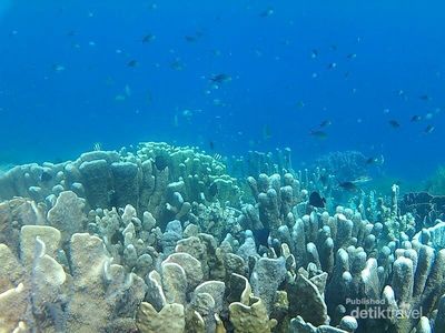 Saingan Baru Raja Ampat Ada di Pulau Amsterdam, Papua Barat