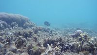 Sajauh Mata Memandang, Hanya Ada Keindahan di Pulau Tikus