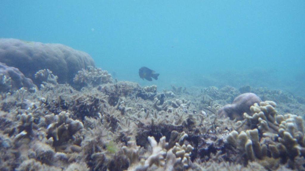 Sajauh Mata Memandang, Hanya Ada Keindahan di Pulau Tikus Sajauh Mata Memandang, Hanya Ada Keindahan di Pulau Tikus