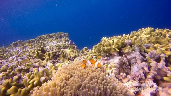 Salam dari Si Cantik Menjangan