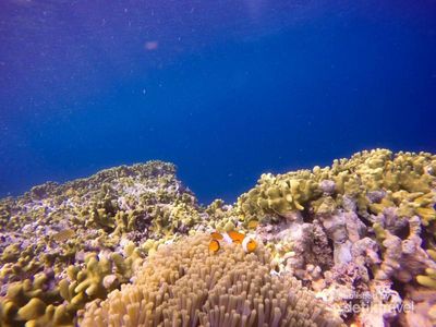 Salam dari Si Cantik Menjangan