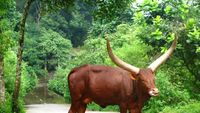 Satwa di Taman Safari