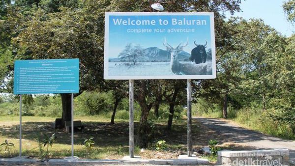 Savana Bekol, Tempat yang Eksotis di Baluran
