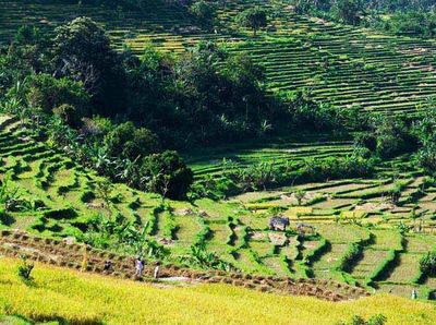 Sawah di Tenganan