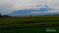 Sawah Secantik Lukisan di Kaki Gunung Marapi, Sumbar