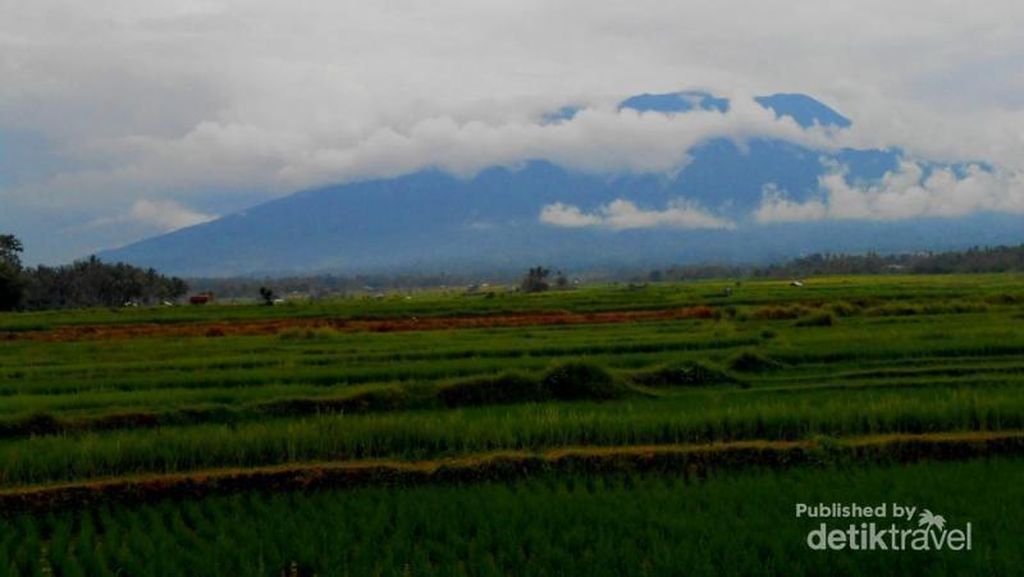 Sawah Secantik Lukisan di Kaki Gunung Marapi, Sumbar Sawah Secantik Lukisan di Kaki Gunung Marapi, Sumbar