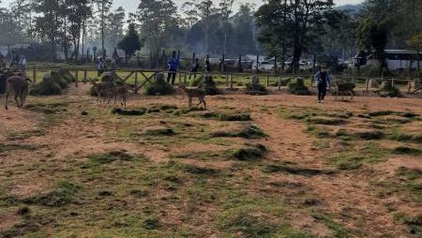 Segarnya Pagi Hari di Penangkaran Rusa Ranca Upas