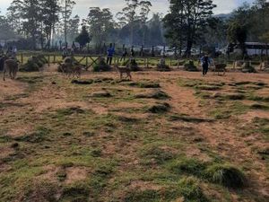 Segarnya Pagi Hari di Penangkaran Rusa Ranca Upas