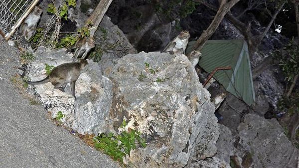 Sejenak Menikmati Suasana Gua Monyet Alak, Kupang-NTT