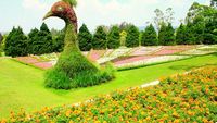 Sejuk dan Eksotis, Taman Bunga Nusantara di Cipanas