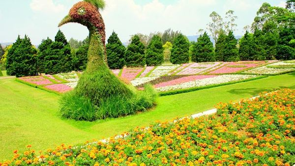 Sejuk dan Eksotis, Taman Bunga Nusantara di Cipanas