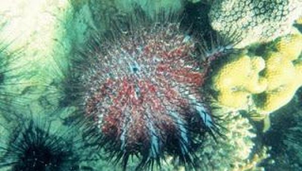 Sensasi Berenang Berbeda di Karimun Jawa