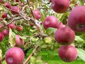 Sensasi Panen Apel di Quebec, Kanada