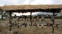 Sentuhan Afrika di Timur Jawa
