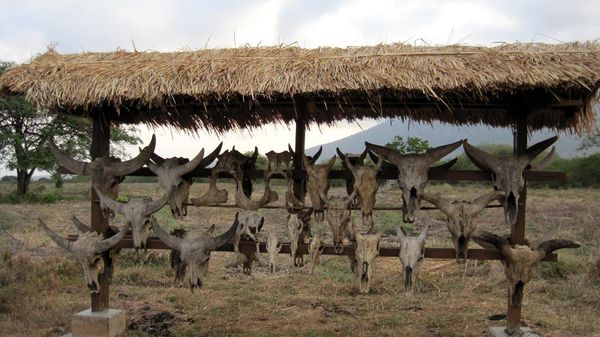Sentuhan Afrika di Timur Jawa