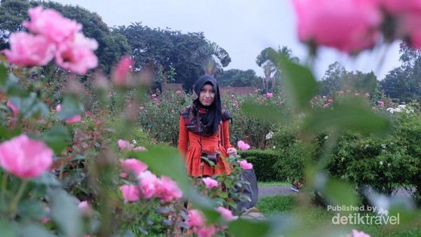 Serasa di Eropa, Padahal di Taman Bunga Nusantara