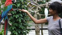 Seru! Memberi Makan Burung Langka di Bali Bird Park