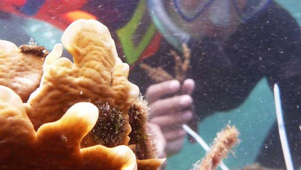 Seru! Menyelam Sambil Menanam Koral di Pulau Tegal, Lampung