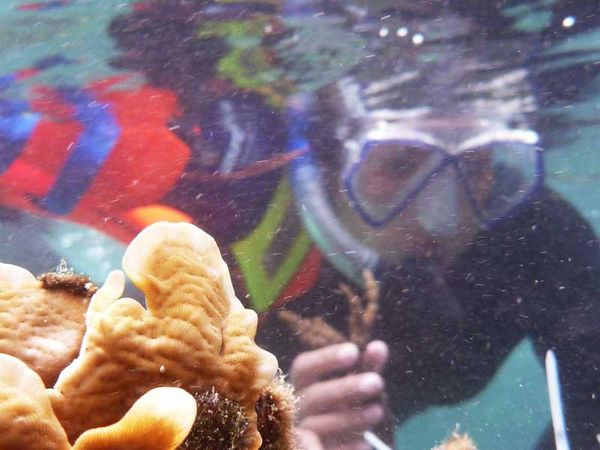 Seru! Menyelam Sambil Menanam Koral di Pulau Tegal, Lampung