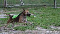 Serunya Lomba Pacu Anjing di Kota Sawahlunto
