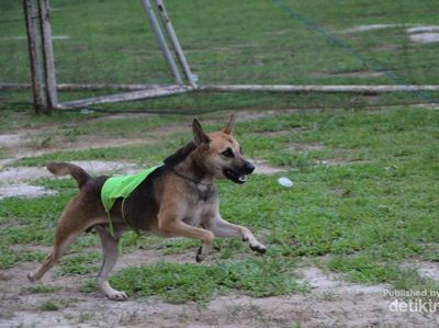 Serunya Lomba Pacu Anjing di Kota Sawahlunto