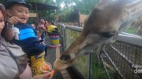 Serunya Memberi Makan Jerapah di Batu Secret Zoo