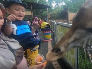 Serunya Memberi Makan Jerapah di Batu Secret Zoo