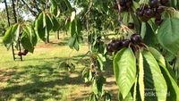 Serunya Memetik Stroberi dan Kersen Langsung di Perkebunan