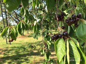 Serunya Memetik Stroberi dan Kersen Langsung di Perkebunan