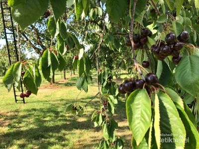 Serunya Memetik Stroberi dan Kersen Langsung di Perkebunan