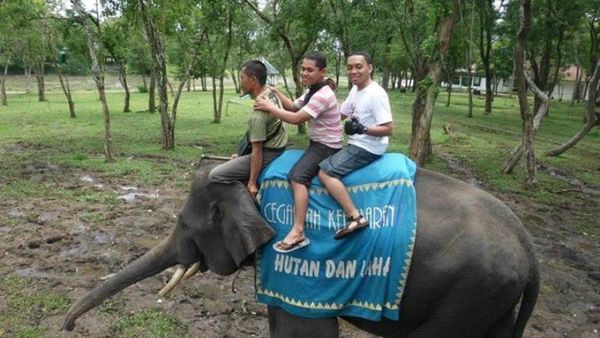 Serunya Naik Gajah di Way Kambas