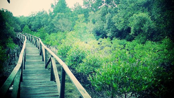 Serunya Telusuri Hutan Mangrove Margomulyo, Balikpapan