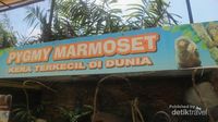 Setelah Pandemi Corona, Ketemu Kera Terkecil di Dunia, Yuk!
