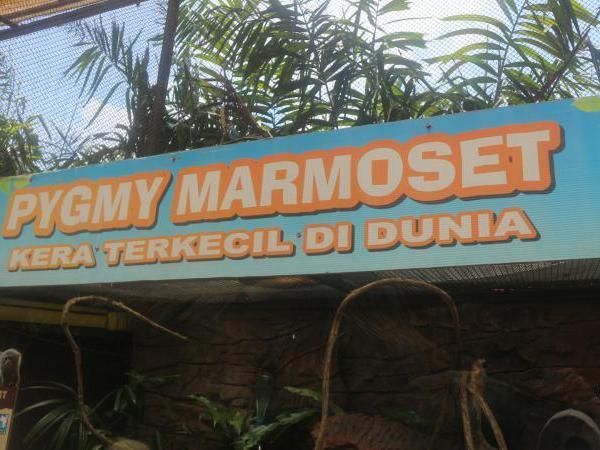 Setelah Pandemi Corona, Ketemu Kera Terkecil di Dunia, Yuk!