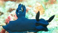 Siput Laut Warna-Warni & Aneka Biota Laut Cantik di Padang Bai