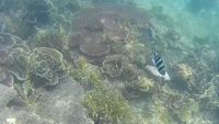 Spot Keren Buat Snorkeling di Belitung