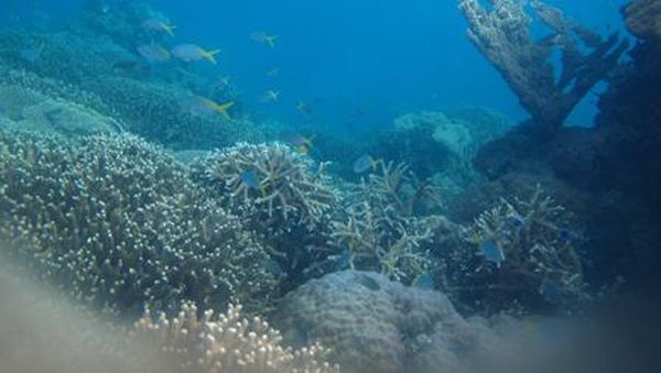 Ssst! Ada Surga Kecil di Laut Karimunjawa