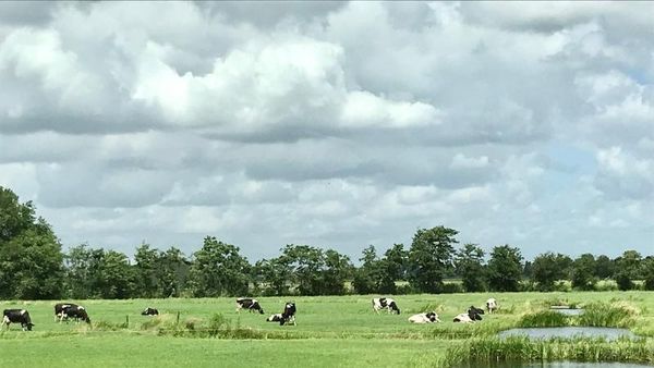 Suasana Pedesaan Belanda, Lebih Rapi & Bersih dari Indonesia