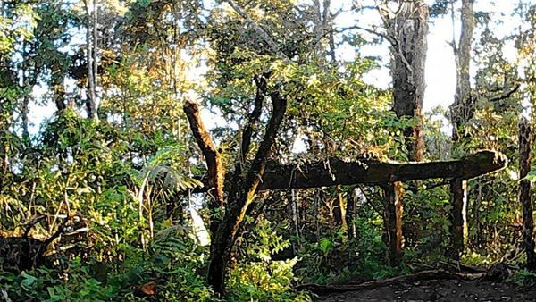 Sudut Cantik Alun-alun Surya Kencana di Gunung Gede