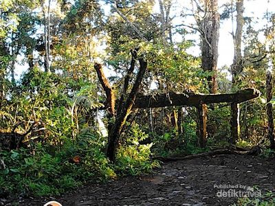 Sudut Cantik Alun-alun Surya Kencana di Gunung Gede