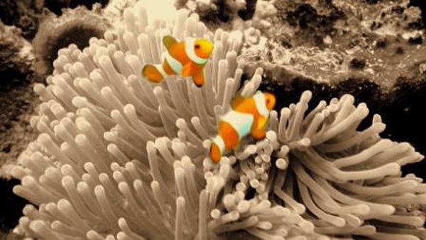 Surga Bahari di Bawah Pulau Kangean, Jatim