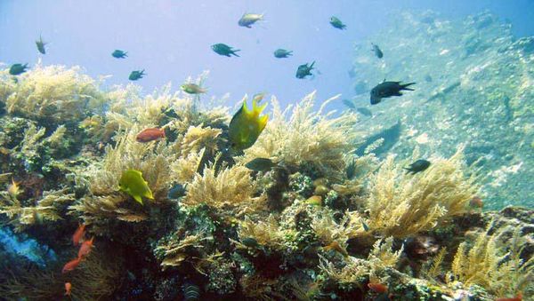 Surga Bawah Laut di Tulamben