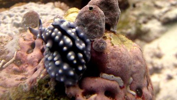 Surga Bawah Laut Wakatobi