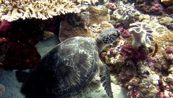 Surga Bawah Laut Wakatobi