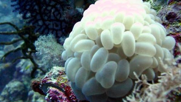 Surga Bawah Laut Wakatobi