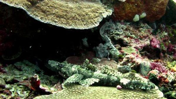 Surga Bawah Laut Wakatobi