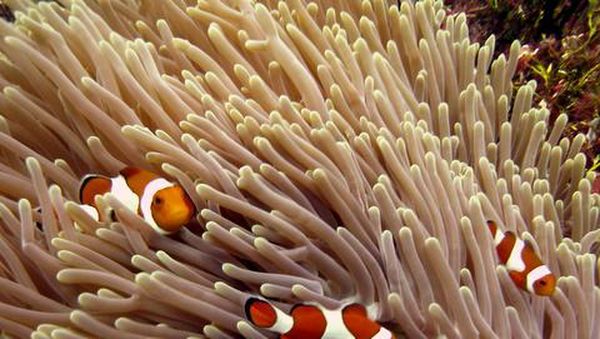 Surga Bawah Laut Wakatobi