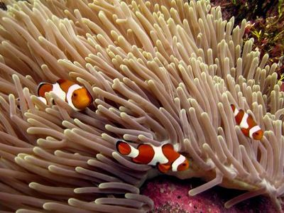 Surga Bawah Laut Wakatobi