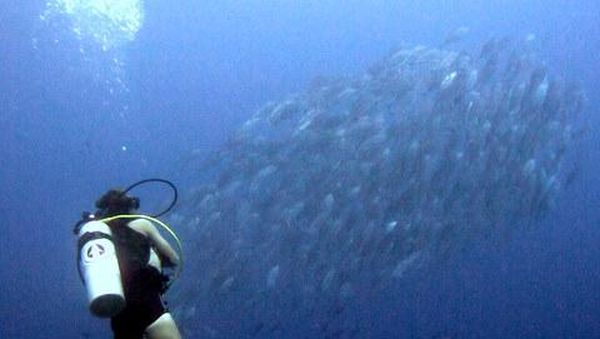 Surga Bawah Laut Wakatobi